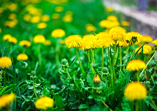 dandelions growing in lawn